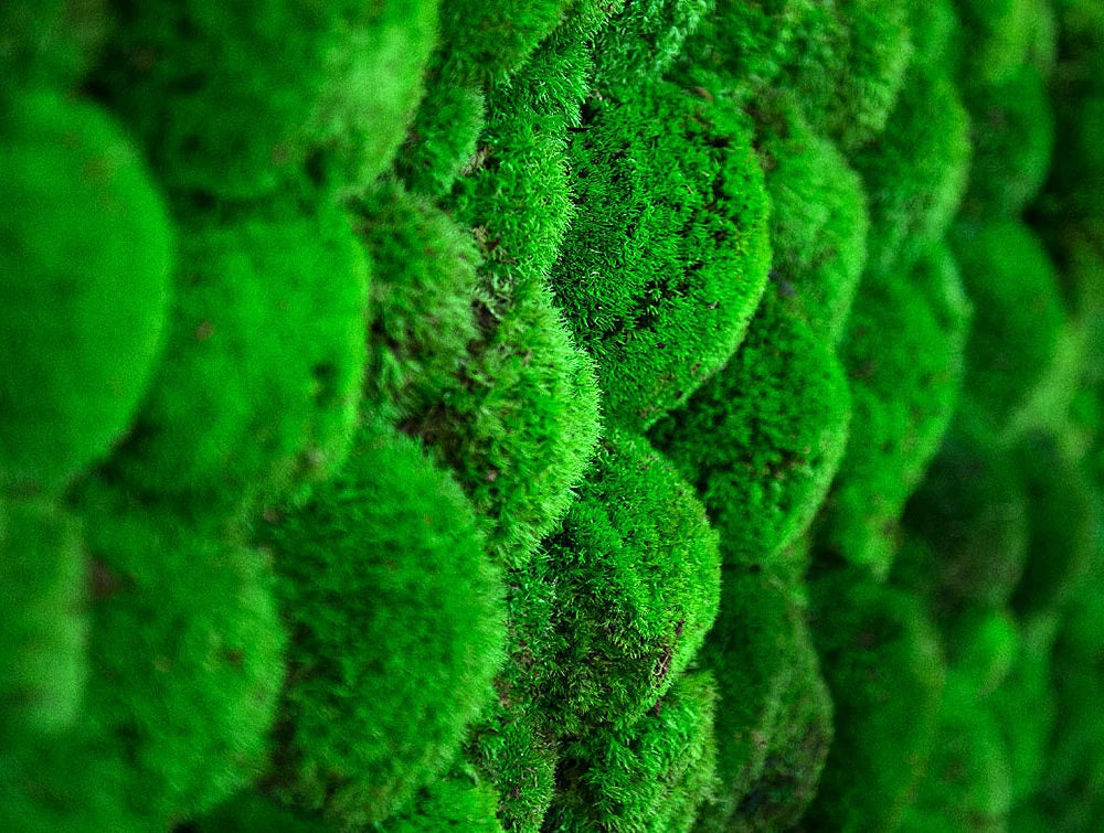 Green Mood Green Walls Ball Moss Showroom