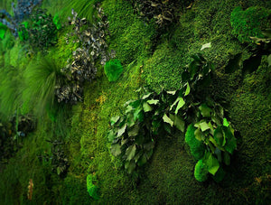 Green Mood Green Walls Forest Passage Close Up
